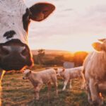 Farming